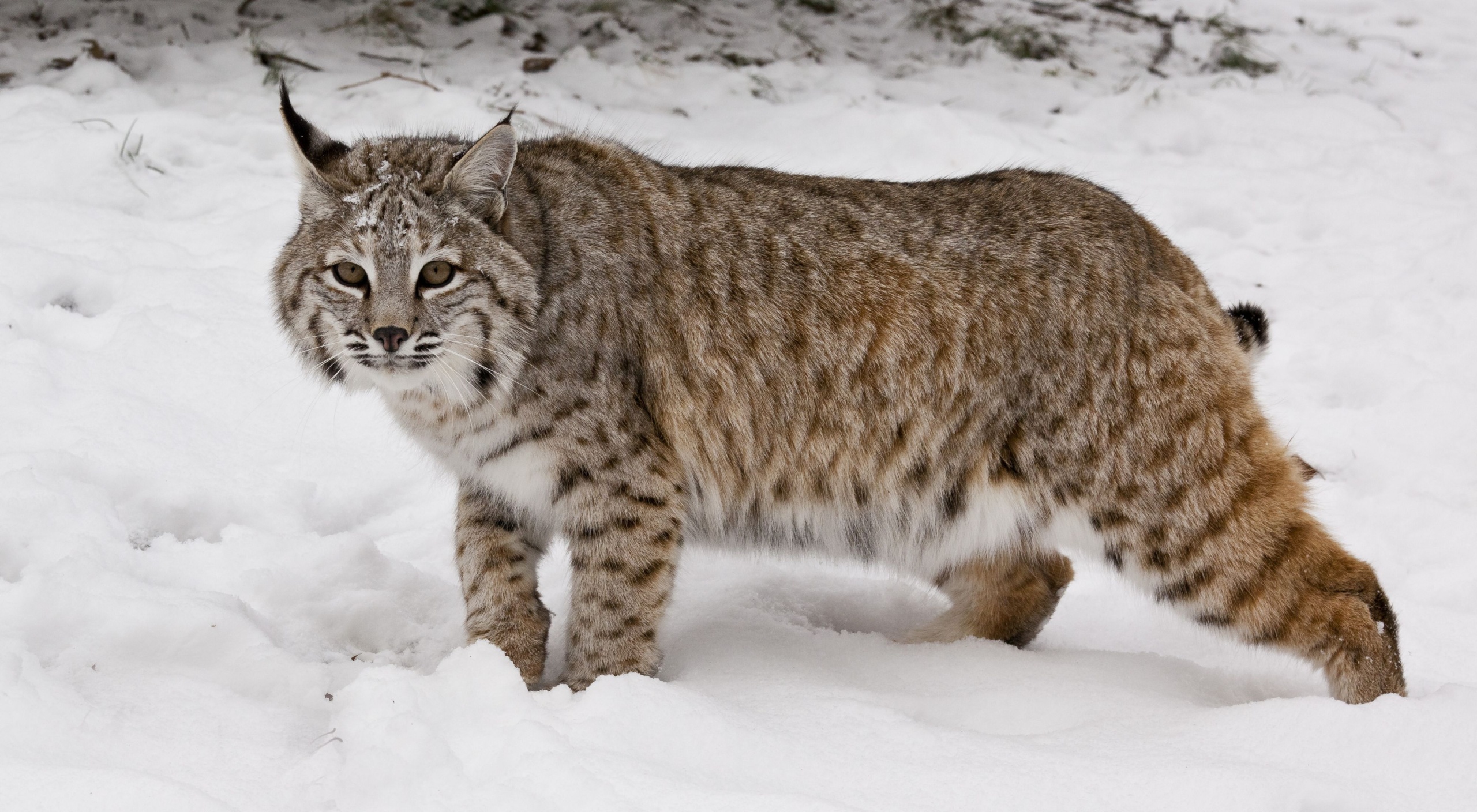 Elusive lynx make comeback in Colorado